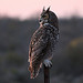 Great Horned Owl