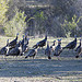 Turkey Hens