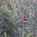 Cardinal