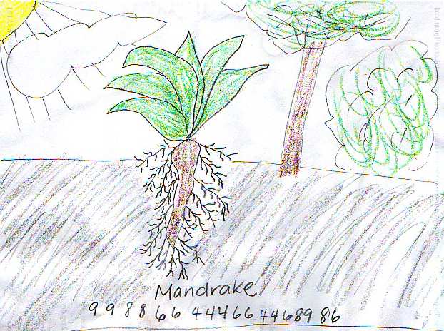 mandrake